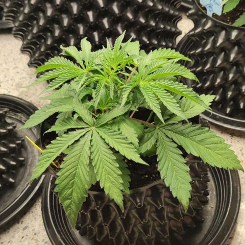 Apple candy growlog timeline photo