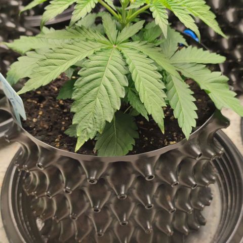 Birthday punch growlog timeline photo