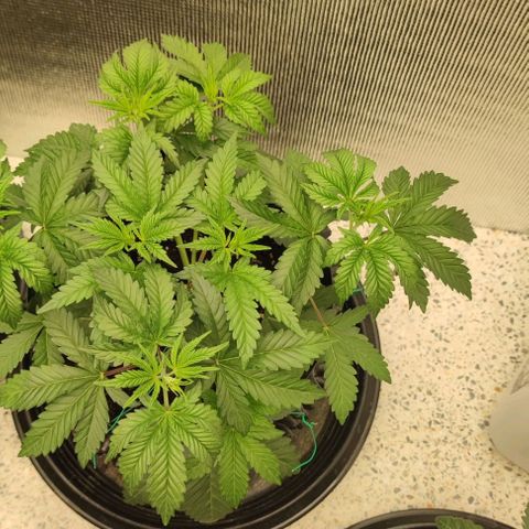 Frosty kong growlog timeline photo