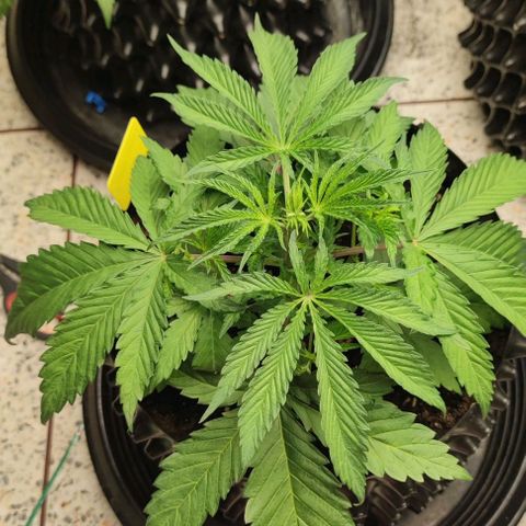 Apple candy growlog timeline photo