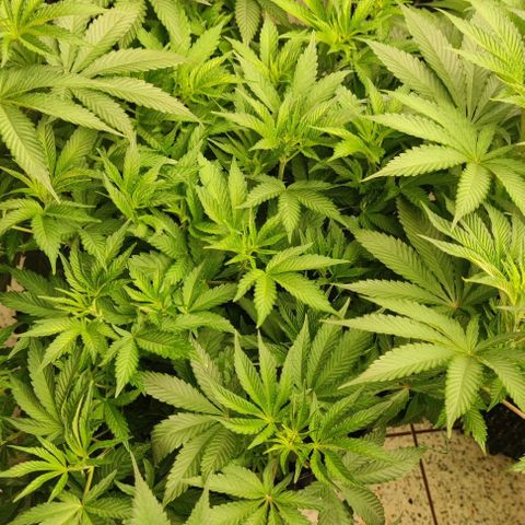 Birthday punch growlog timeline photo