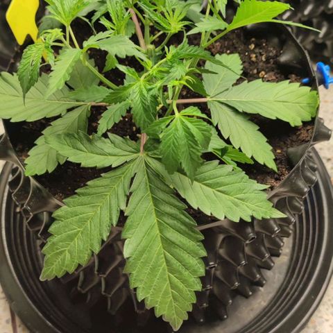 Apple candy growlog timeline photo