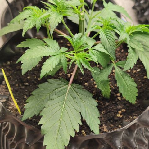 Capn-kush  growlog photo: Top