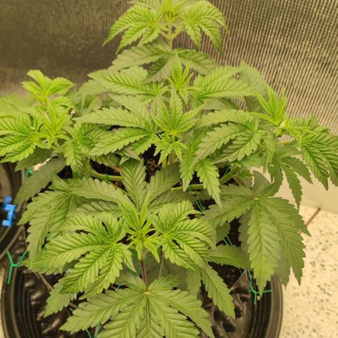 Frosty kong growlog timeline photo
