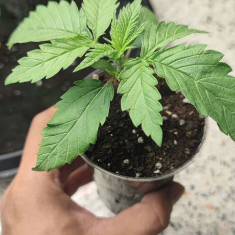 Apple candy growlog timeline photo