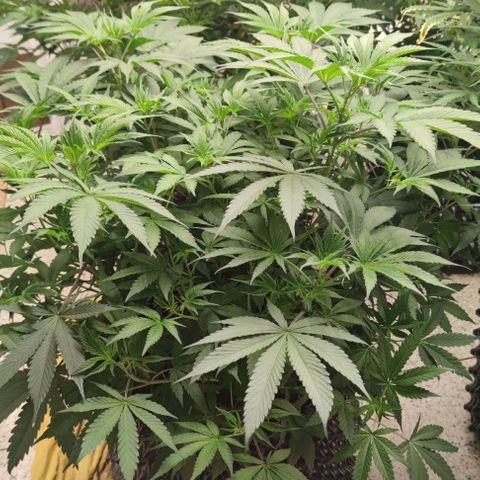 Capn-kush  growlog timeline photo