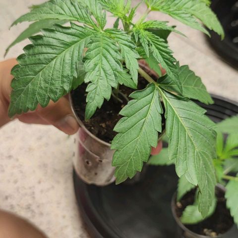Apple candy growlog timeline photo