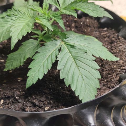 Apple candy growlog timeline photo