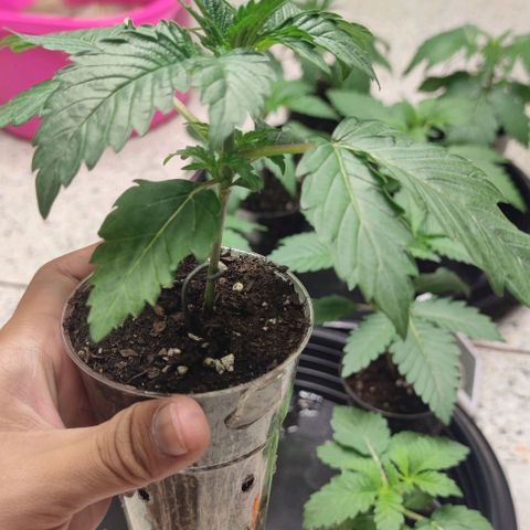 Capn-kush  growlog timeline photo