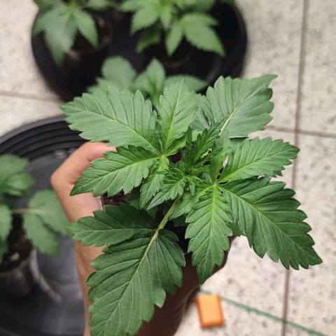 Birthday punch growlog timeline photo