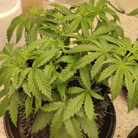 Apple candy growlog timeline photo