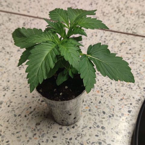 Birthday punch growlog timeline photo