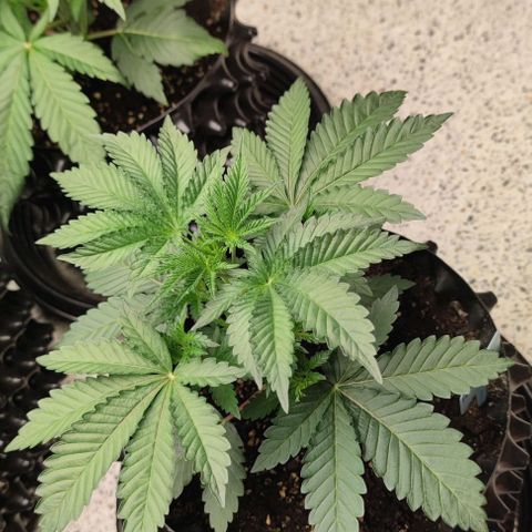 Frosty kong growlog timeline photo
