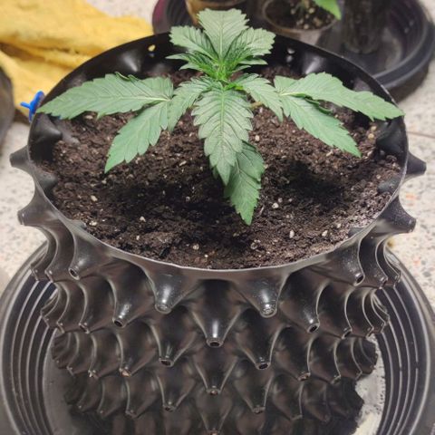 Capn-kush  growlog timeline photo