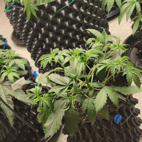 Capn-kush  growlog timeline photo
