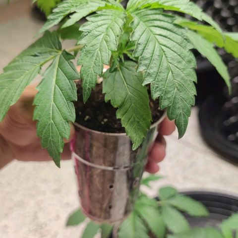 Apple candy growlog timeline photo
