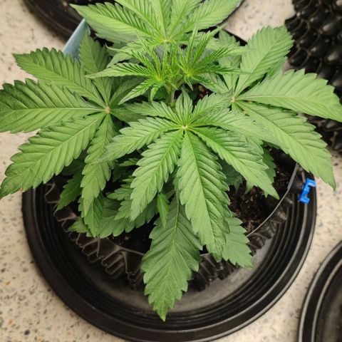 Birthday punch growlog timeline photo