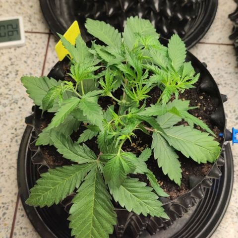 Apple candy growlog timeline photo