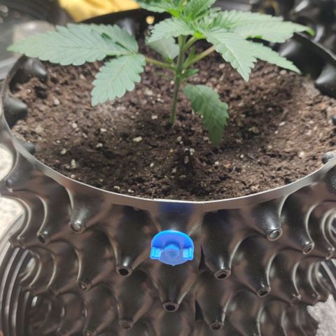 Frosty kong growlog timeline photo