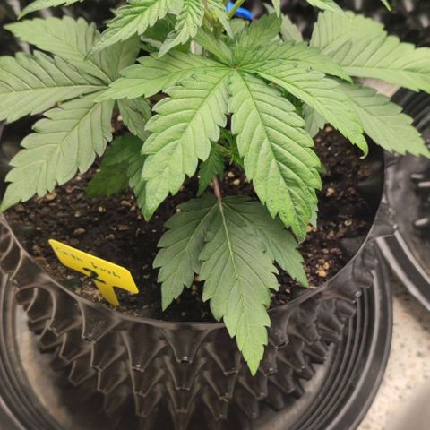 Capn-kush  growlog timeline photo
