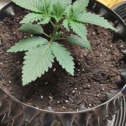 Frosty kong growlog timeline photo