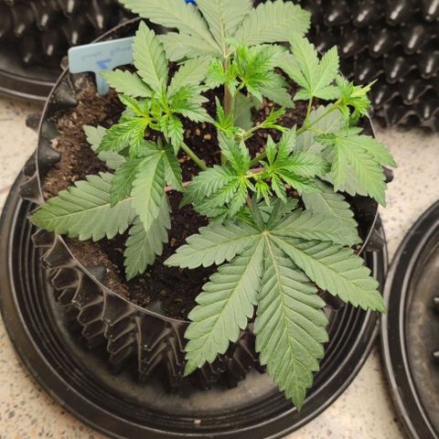 Frosty kong growlog timeline photo