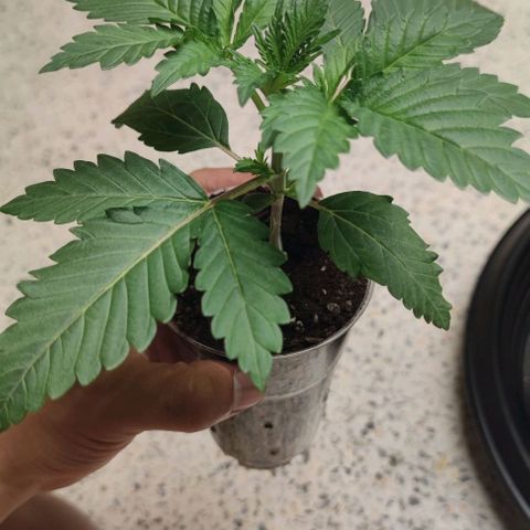 Frosty kong growlog timeline photo