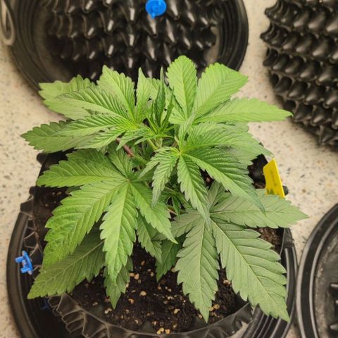 Capn-kush  growlog timeline photo