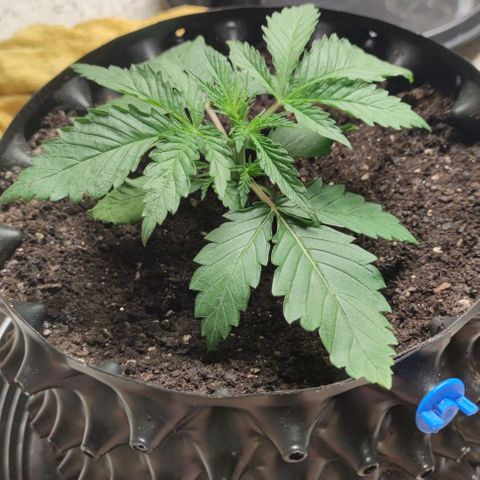 Apple candy growlog timeline photo