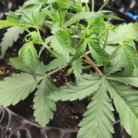 Apple candy growlog timeline photo