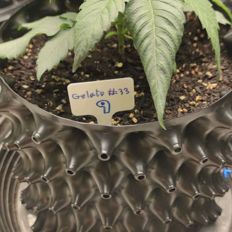 Gelato #33 growlog timeline photo
