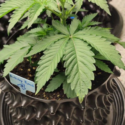 Birthday punch growlog timeline photo