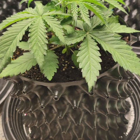 Apple candy growlog timeline photo