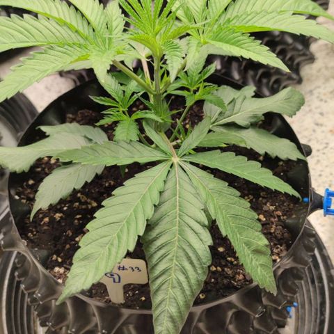 Gelato #33 growlog timeline photo