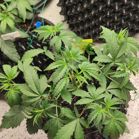 Capn-kush  growlog timeline photo