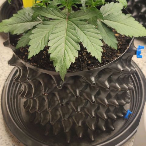 Capn-kush  growlog timeline photo
