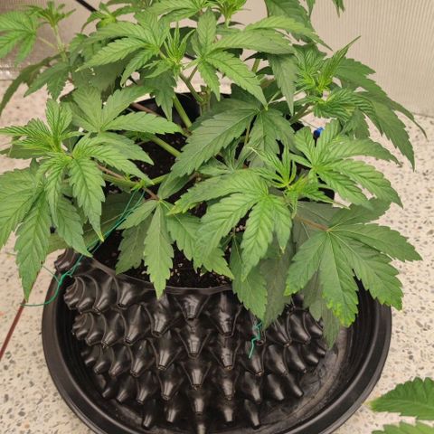 Capn-kush  growlog timeline photo