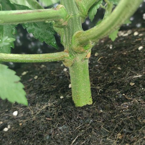 Frosty kong growlog timeline photo