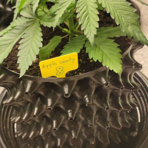 Apple candy growlog timeline photo