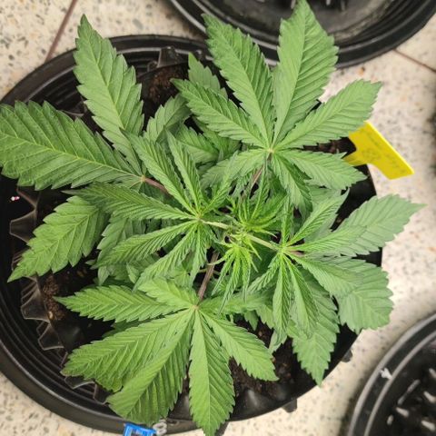 Apple candy growlog timeline photo