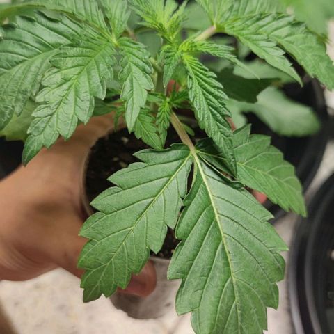 Apple candy growlog timeline photo