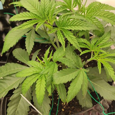 Gelato #33 growlog timeline photo