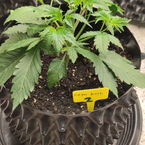 Capn-kush  growlog photo: Top