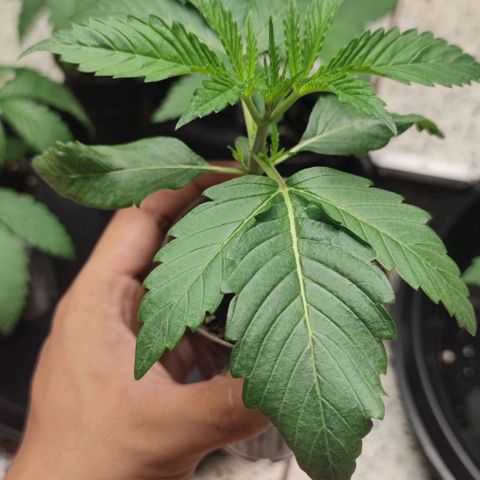 Gelato #33 growlog timeline photo