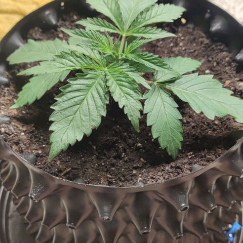 Apple candy growlog timeline photo