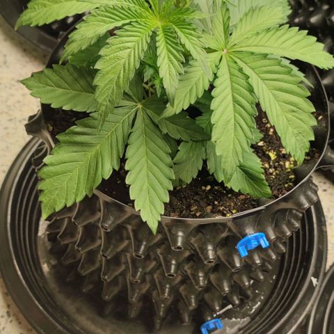Birthday punch growlog timeline photo
