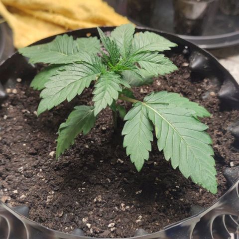 Capn-kush  growlog timeline photo