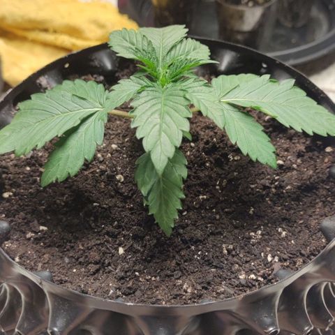 Capn-kush  growlog timeline photo