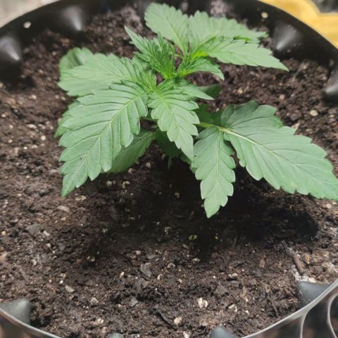 Birthday punch growlog timeline photo