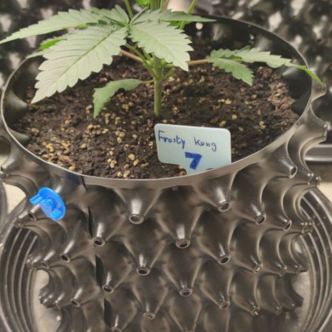Frosty kong growlog timeline photo